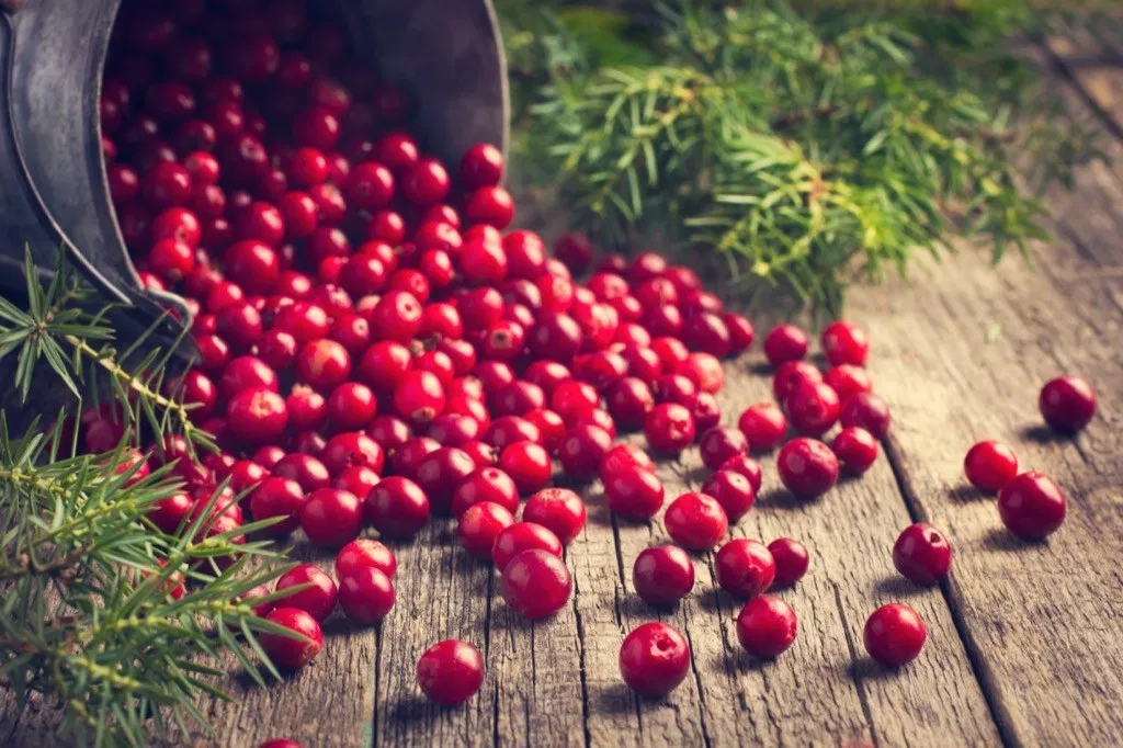 cranberries fruit berries